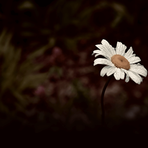 沉痛悼念齐天祥先生逝世 2026.03.09